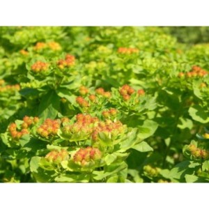 wilczomlecz pstry (Euphorbia polychroma) - Świat bylin - sklep internetowy