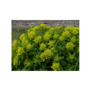 wilczomlecz pstry (Euphorbia polychroma) - Świat bylin - sklep internetowy