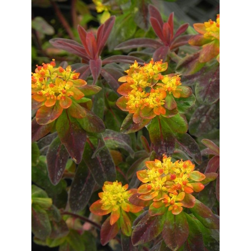 wilczomlecz pstry (Euphorbia polychroma) Bonfire- Świat bylin - sklep internetowy
