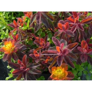 wilczomlecz pstry (Euphorbia polychroma) Bonfire- Świat bylin - sklep internetowy