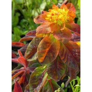 wilczomlecz pstry (Euphorbia polychroma) Bonfire- Świat bylin - sklep internetowy