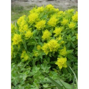 wilczomlecz pstry (Euphorbia polychroma) Senior- Świat bylin - sklep internetowy