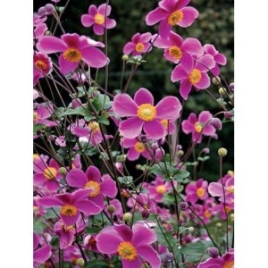 zawilec japoński (Anemone hupehensis) Splendens- Świat bylin - sklep internetowy