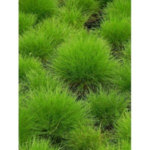 kostrzewa Gautiera (Festuca gautieri / scoparia) - Świat bylin - sklep internetowy