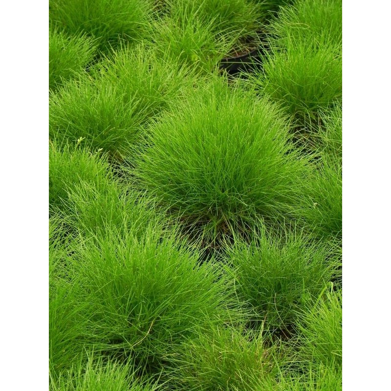 kostrzewa Gautiera (Festuca gautieri / scoparia) - Świat bylin - sklep internetowy