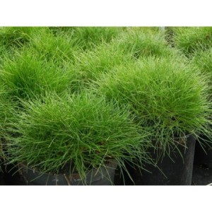 kostrzewa Gautiera (Festuca gautieri / scoparia) - Świat bylin - sklep internetowy