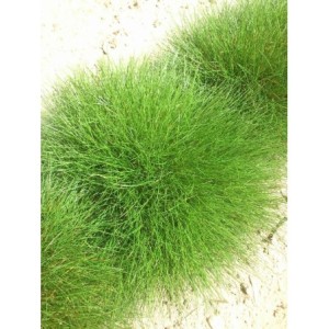 kostrzewa Gautiera (Festuca gautieri / scoparia) - Świat bylin - sklep internetowy