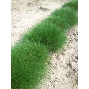 kostrzewa Gautiera (Festuca gautieri / scoparia) - Świat bylin - sklep internetowy