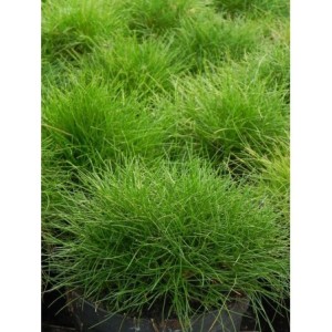 kostrzewa Gautiera (Festuca gautieri / scoparia) - Świat bylin - sklep internetowy