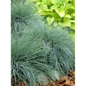kostrzewa sina (Festuca glauca) Elijah Blue- Świat bylin - sklep internetowy