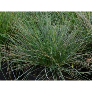 kostrzewa sina (Festuca glauca) Elijah Blue- Świat bylin - sklep internetowy