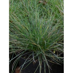 kostrzewa sina (Festuca glauca) Elijah Blue- Świat bylin - sklep internetowy
