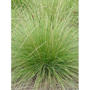 kostrzewa Mairei`a (Festuca mairei) - Świat bylin - sklep internetowy