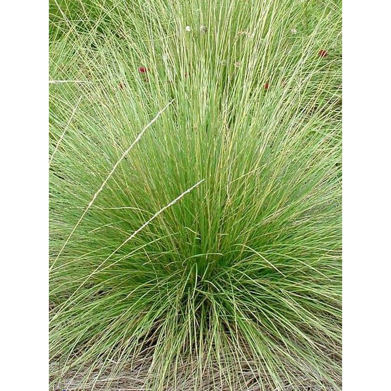 kostrzewa Mairei`a (Festuca mairei) - Świat bylin - sklep internetowy