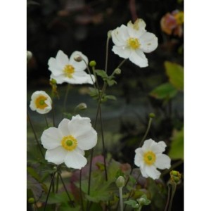 zawilec japoński (Anemone japonica) Andrea Atkinson- Świat bylin - sklep internetowy
