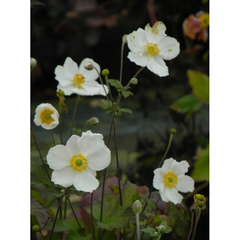 zawilec japoński (Anemone japonica) Andrea Atkinson- Świat bylin - sklep internetowy