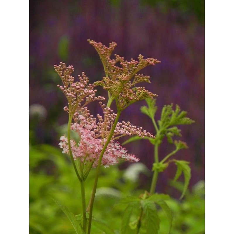 wiązówka czerwona (Filipendula rubra) Ventusa- Świat bylin - sklep internetowy