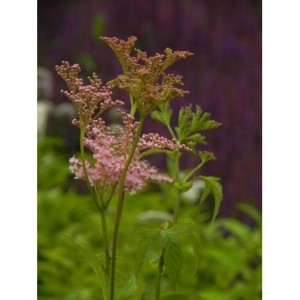 wiązówka czerwona (Filipendula rubra) Ventusa- Świat bylin - sklep internetowy