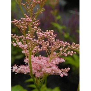 wiązówka czerwona (Filipendula rubra) Ventusa- Świat bylin - sklep internetowy