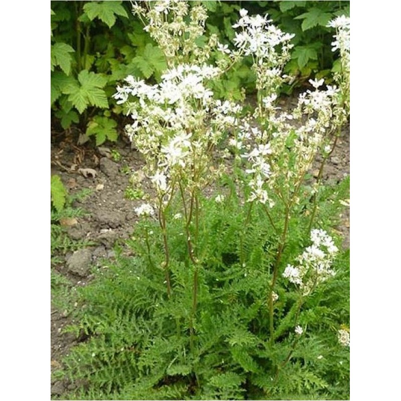 wiązówka bulwkowa (Filipendula vulgaris) - Świat bylin - sklep internetowy