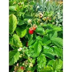 poziomka pospolita (Fragaria vesca) Alexandria- Świat bylin - sklep internetowy