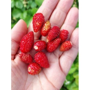 poziomka pospolita (Fragaria vesca) Alexandria- Świat bylin - sklep internetowy