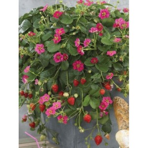 poziomka truskawka (Fragaria x ananassa) Vigerous & Sturdy Toscana F1 Deep Rose - Świat bylin - sklep internetowy