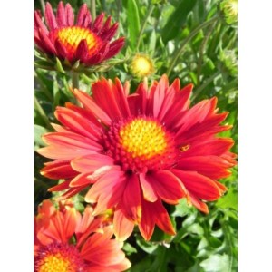 gailardia oścista (Gaillardia aristata) Burgunder- Świat bylin - sklep internetowy