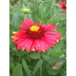 gailardia oścista (Gaillardia aristata) Burgunder- Świat bylin - sklep internetowy