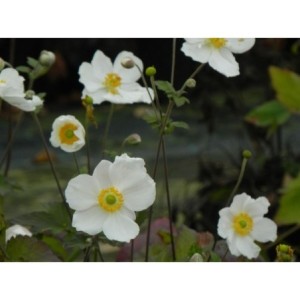 zawilec japoński (Anemone japonica) Andrea Atkinson- Świat bylin - sklep internetowy