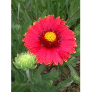 gailardia oścista (Gaillardia aristata) Burgunder- Świat bylin - sklep internetowy