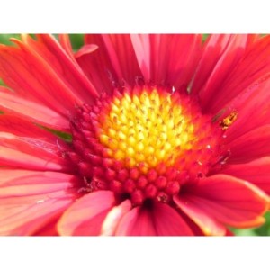 gailardia oścista (Gaillardia aristata) Burgunder- Świat bylin - sklep internetowy