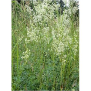 przytulia biała (Galium album) - Świat bylin - sklep internetowy