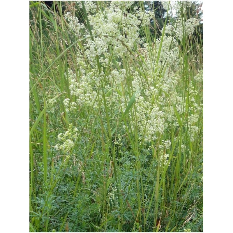 przytulia biała (Galium album) - Świat bylin - sklep internetowy