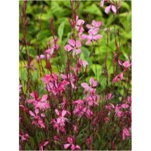 gaura Lindheimera (Gaura lindheimeri) Tutti Frutti- Świat bylin - sklep internetowy