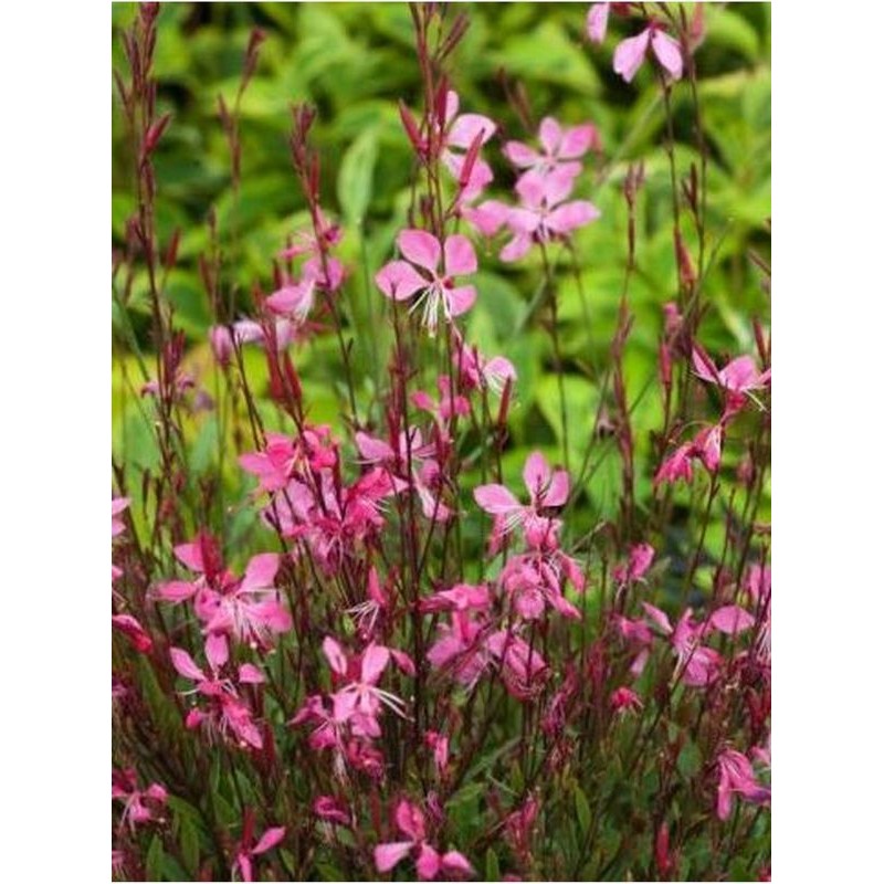 gaura Lindheimera (Gaura lindheimeri) Tutti Frutti- Świat bylin - sklep internetowy