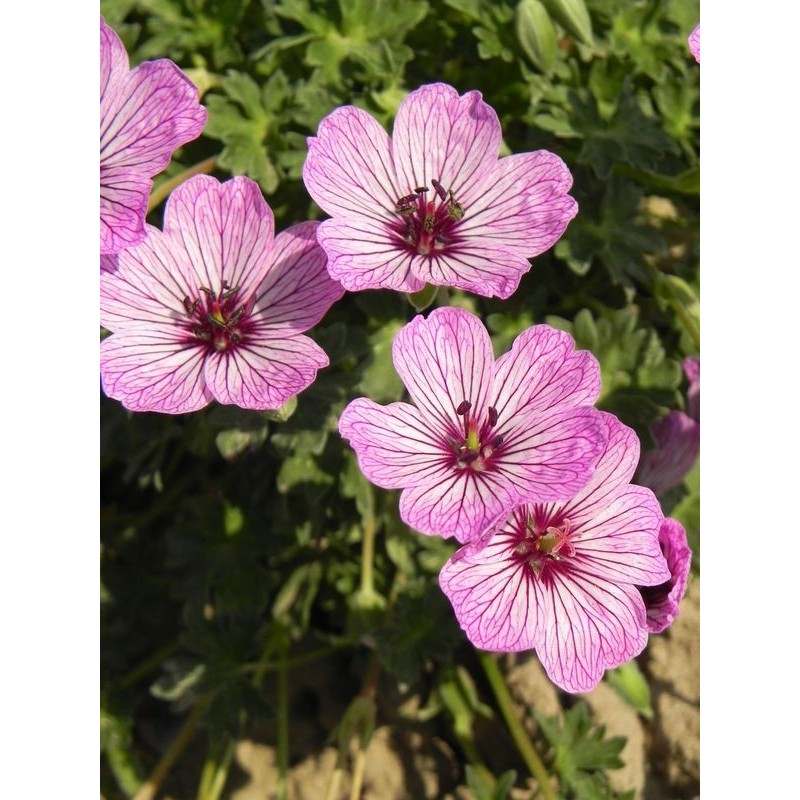 bodziszek popielaty (Geranium cinereum) Ballerina- Świat bylin - sklep internetowy