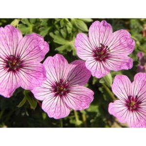 bodziszek popielaty (Geranium cinereum) Ballerina- Świat bylin - sklep internetowy