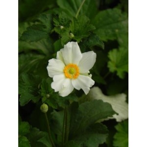 zawilec japoński (Anemone japonica) Honorine Jobert- Świat bylin - sklep internetowy