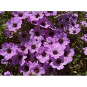 bodziszek popielaty (Geranium cinereum) Ballerina- Świat bylin - sklep internetowy