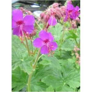 bodziszek korzeniasty (Geranium macrorrhizum) Czakor- Świat bylin - sklep internetowy