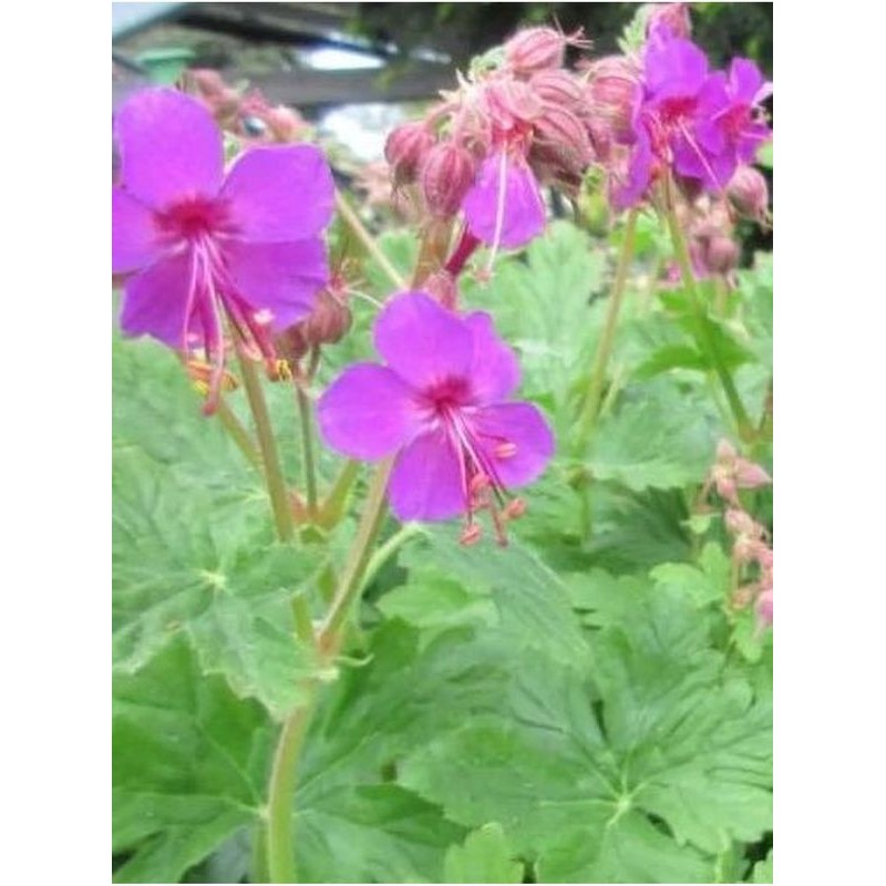 bodziszek korzeniasty (Geranium macrorrhizum) Czakor- Świat bylin - sklep internetowy