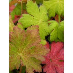 bodziszek korzeniasty (Geranium macrorrhizum) Spessart- Świat bylin - sklep internetowy