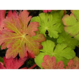 bodziszek korzeniasty (Geranium macrorrhizum) Spessart- Świat bylin - sklep internetowy