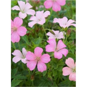 bodziszek oksfordzki (Geranium oxonianum) Rose Claire- Świat bylin - sklep internetowy