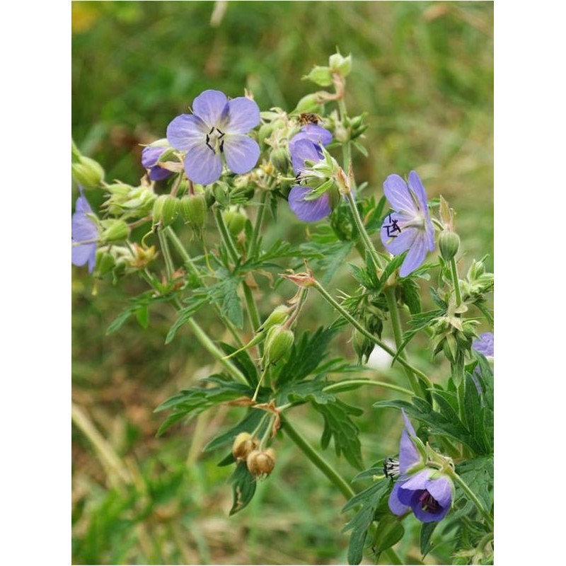 bodziszek łąkowy (Geranium pratense) - Świat bylin - sklep internetowy