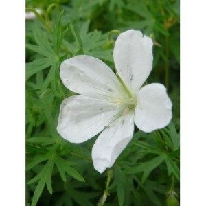 bodziszek czerwony (Geranium sanguineum) Album- Świat bylin - sklep internetowy