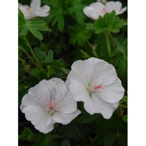 bodziszek czerwony (Geranium sanguineum) Apfelblute- Świat bylin - sklep internetowy