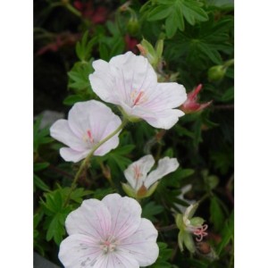 bodziszek czerwony (Geranium sanguineum) Apfelblute- Świat bylin - sklep internetowy