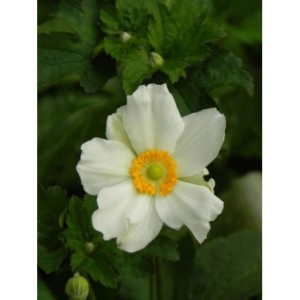 zawilec japoński (Anemone japonica) Honorine Jobert- Świat bylin - sklep internetowy